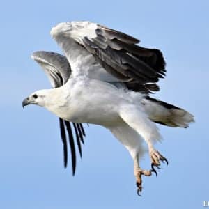 White Bellied Sea Eagle at the Abrolhos Islands