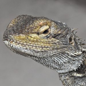Abrolhos Dwarf Bearded Dragon