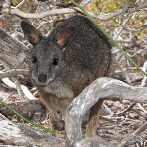 Tammar at the Abrolhos Islands