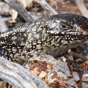 King's Skink at the Abrolhos Islands