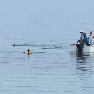Snorkelling at the Abrolhos Islands