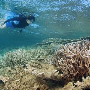 Snorkeling Abrolhos Island Reef