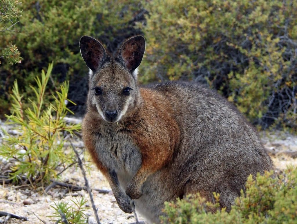 a Tamar Wallaby in the wild at the Abrolhos Islands