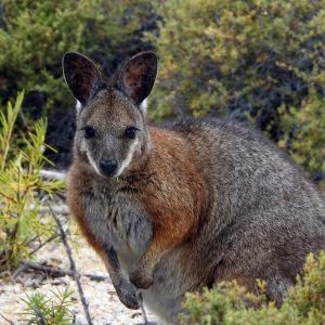 a Tamar Wallaby in the wild at the Abrolhos Islands