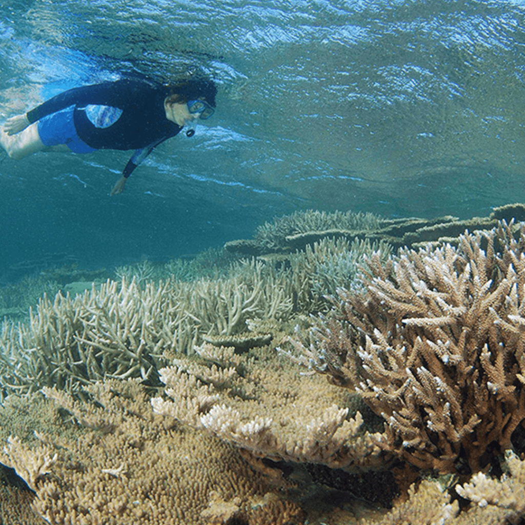 Eco Passenger info abrolhos4