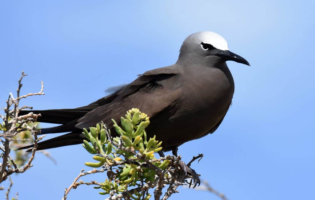 Lesser Noddy in the wild at the Abrolhos Islands
