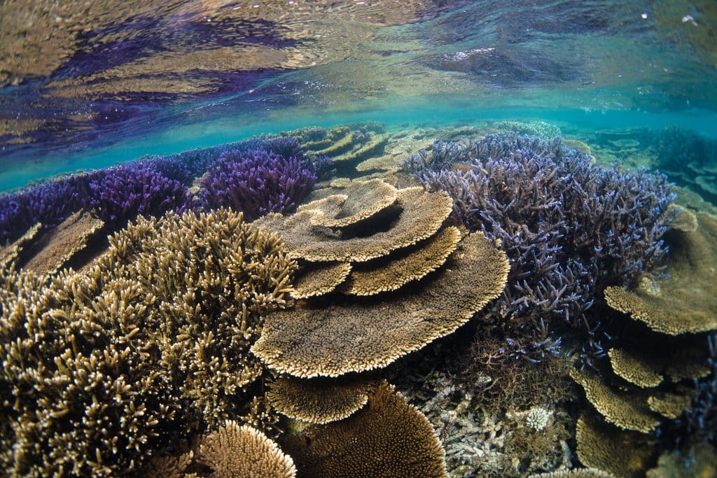 a coral reef under water