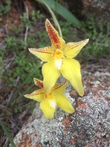 Cowslip Orchid