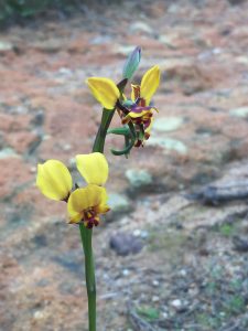 Donkey Orchid