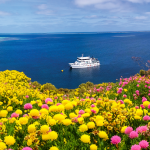 eco abrolhos BlogPost header2025 wildflowers2