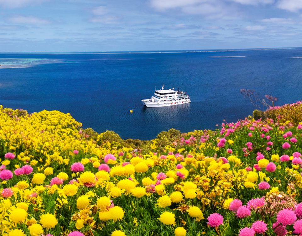 eco abrolhos BlogPost header2025 wildflowers2