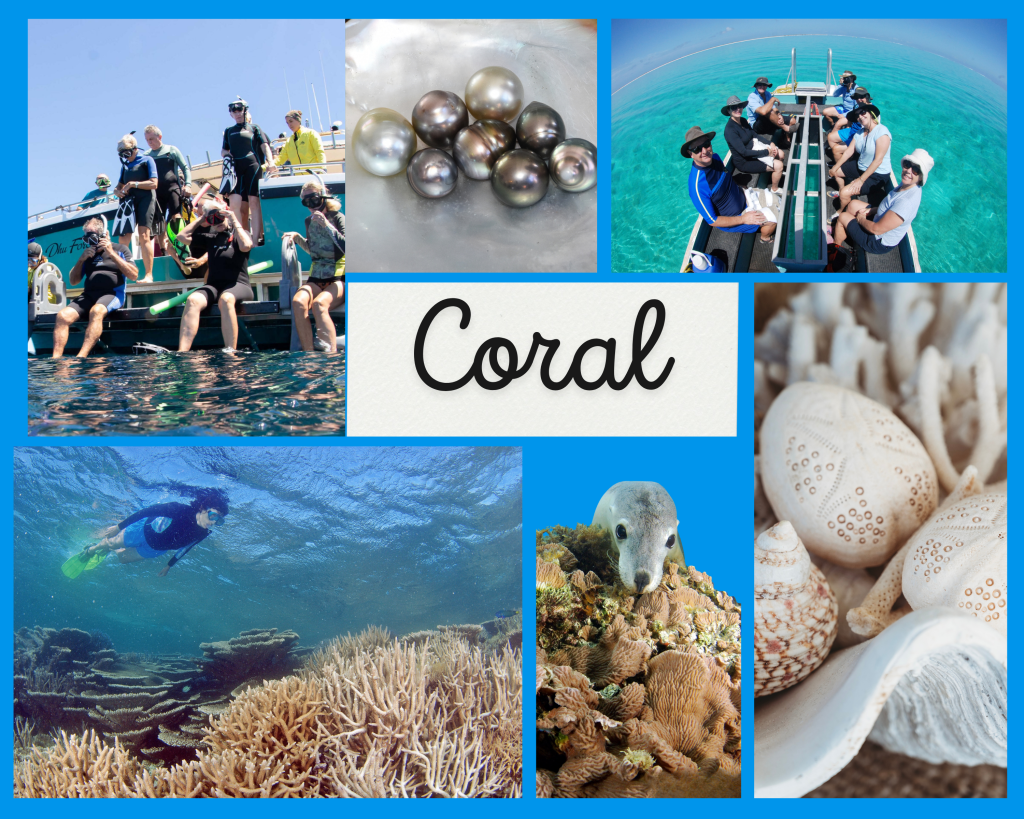 Collage of Coral images at the Abrolhos Islands