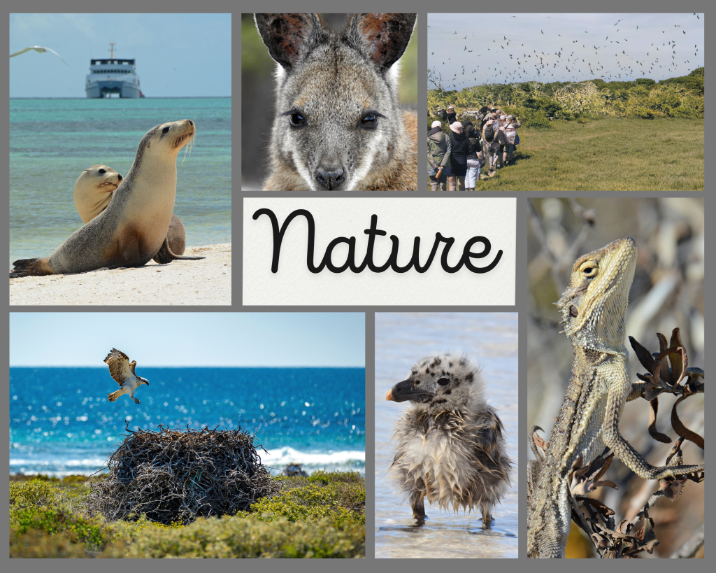 Collage of Nature found at the Abrolhos Islands